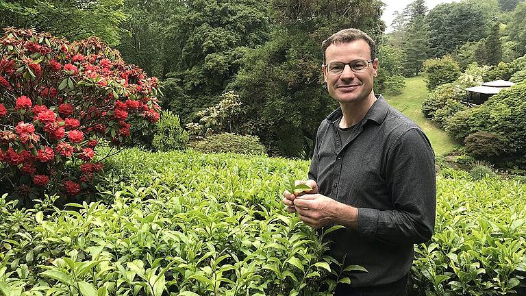 Ist das irgendwo in Asien? Weit gefehlt: Es ist die erste Teeplantage Englands, gelegen in der aus den &bdquo;Rosamunde-Pilcher&ldquo;-Filmen bekannten Grafschaft Cornwall. Chef-Gärtner Neil Bennett ist darauf sichtlich stolz.