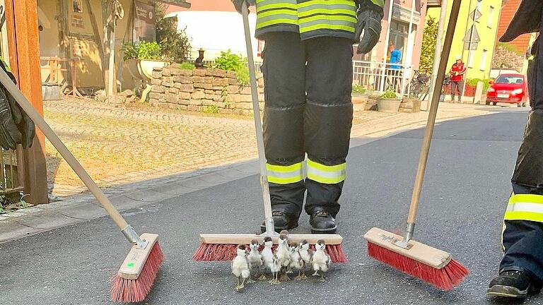 Mit Geleitschutz von drei Feuerwehrmännern wurden die Enten-Babys in ihr natürliches Terrain zurück begleitet. Die Tiere hatten sich im Altort von Greßthal orientierungslos aufgehalten.