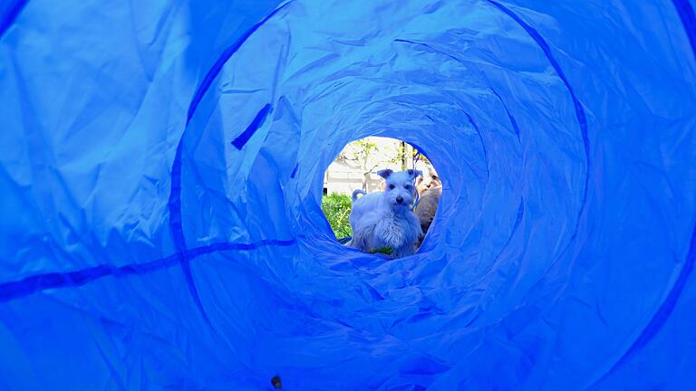 Spieltrieb: Die Hunde von Andrea Dobruta haben ihren Spaß im blauen Tunnel. Spieltrieb: Die Hunde von Andrea Dobruta haben ihren Spaß im blauen Tunnel.