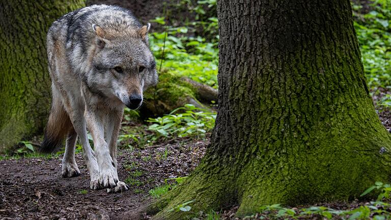 Das Thema&nbsp; Wolf – hier ein Grauwolf in einem Gehege in Niedersachsen – treibt derzeit die Rhön um. Wurde nun ein Wolf bei Bischofsheim überfahren?