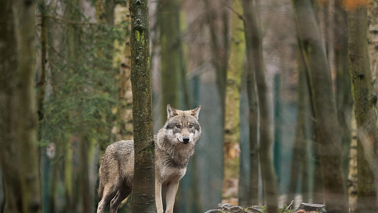 Der Wolf wird wieder heimisch im Spessart  (Symbolbild).       -  Im Altmühltal gibt es das fünfte Wolfsrudel in Bayern. Im Kreis Eichstätt sind vier junge Welpen gefilmt worden.