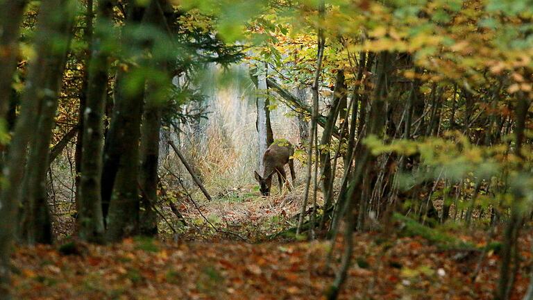 Damit der Wald natürlich verjüngen kann, also neue Bäume nachwachsen, muss das Gleichgewicht passen. Doch das tut es in vielen Revieren in Bayern nicht, sagt Grünen-Landtagsabgeordneter Paul Knoblach. Er fordert auch für die Region Schweinfurt eine schärfere Bejagung. Und reduziert damit nach Ansicht von Staatssekretär Gerhard Eck ein sehr komplexes Thema auf eine falsche Behauptung.