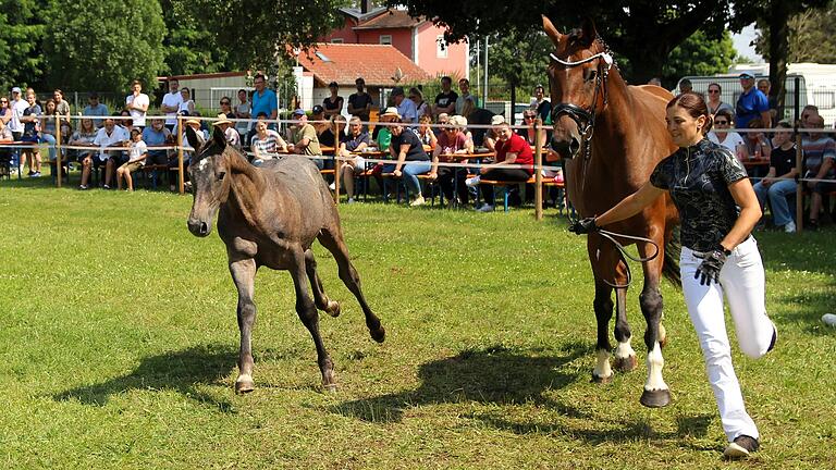 Kristina Ehrlich aus Werneck machte mit Stute Candy und ihrem vier Monate alten, äußerst lebhaften Fohlen Castar den gelungenen Auftakt bei der Prämierung der Warmblutfohlen in Schwarzenau.