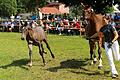 Kristina Ehrlich aus Werneck machte mit Stute Candy und ihrem vier Monate alten, äußerst lebhaften Fohlen Castar den gelungenen Auftakt bei der Prämierung der Warmblutfohlen in Schwarzenau.