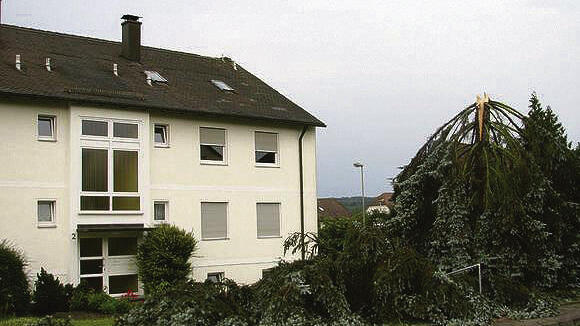 Urgewalt: In Ebelsbach brachen die Orkanböen diese Blautanne in der Mitte ab. Urgewalt: In Ebelsbach brachen die Orkanböen diese Blautanne in der Mitte ab.