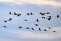 Kraniche machen Rast im Oderbruch       -  Während des Vogelzuges im Herbst besteht die größte Gefahr, dass Vögel gegen Glasfassaden fliegen. (Archivfoto)