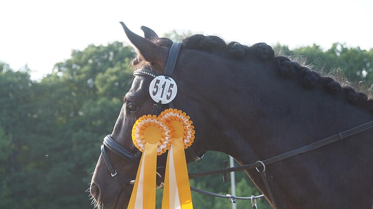 Reitturnier vom 19. bis 21.05.2018 bei den Pferdefreunden Lindenhof Hambach e.V. - Impressionen