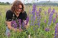 Eigentlich hübsch, aber tatsächlich der Tod der Rhönwiesen: Die Lupine. Seit sechs Jahren ist Yves Klinger von der Universität Gießen in der Rhön, um zu erforschen, wie die unerwünschte Pflanze reduziert werden kann. Das Bild zeigt ihn auf einer Testfläche an der Hochrhönstraße.&nbsp;