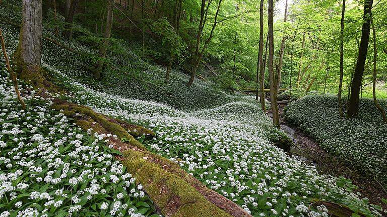 Bärlauchblüte im Böhlgrund. Bärlauchblüte im Böhlgrund.