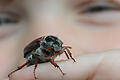 45046011.jpg       -  Ein Maikäfer sitzt auf einer Hand. Im Moment liegen die Tierchen allerdings vermehrt tot auf dem Boden.