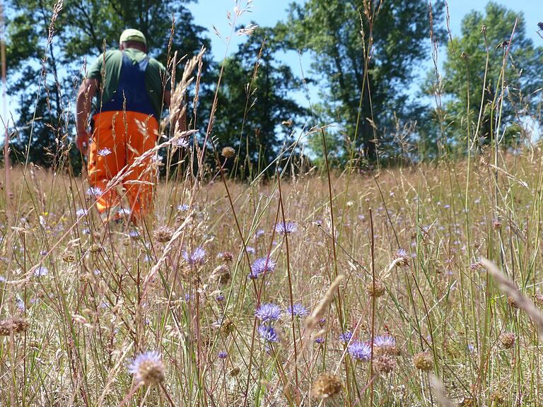 Natur- und Landschaftspfleger Michael Firsching auf der Naturschutzfläche am Siechenhof. Leider war die blauflügelige Ödlandschrecke viel zu schnell um sie zu fotografieren. Natur- und Landschaftspfleger Michael Firsching auf der Naturschutzfläche am Siechenhof. Leider war die blauflügelige Ödlandschrecke viel zu schnell um sie zu fotografieren.