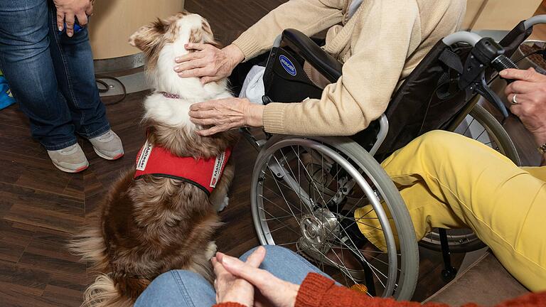 Therapiebegleithund Luna besucht die Bewohnerinnen und Bewohner des Seniorenzentrums am Hubland und lässt sich ausgiebig von ihnen streicheln. Therapiebegleithund Luna besucht die Bewohnerinnen und Bewohner des Seniorenzentrums am Hubland und lässt sich ausgiebig von ihnen streicheln. 