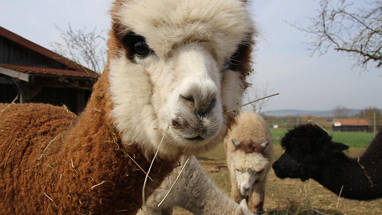 Guckst du! Guckst du!