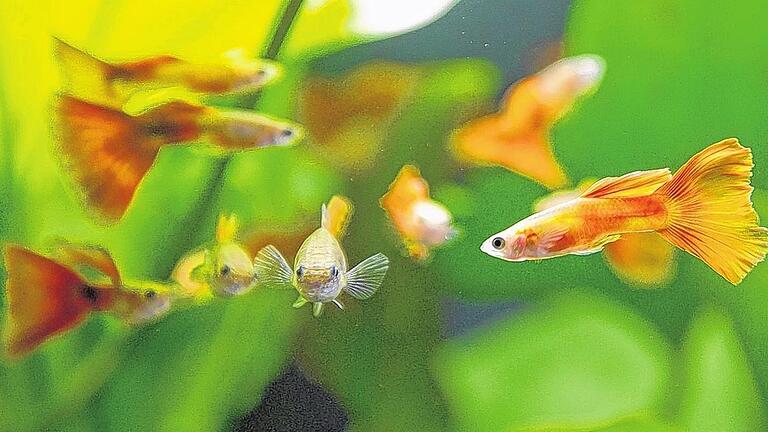 Kleine Schwimmer: Triangel-Guppys im Aquarium. Am Sonntag gibt's im Fechenbach-Haus eine Börse für bunte Zierfische.SEBASTIAN KAHNERT, DPA