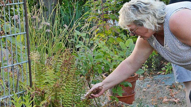 Durch die Sonne verbrannten Farn zeigt Karin Stingl in ihrem Garten in Großbardorf. 'Da ist nichts mehr zu retten', sagt sie mit Blick auf die Blumen und Pflanzen. Durch die Sonne verbrannten Farn zeigt Karin Stingl in ihrem Garten in Großbardorf. 'Da ist nichts mehr zu retten', sagt sie mit Blick auf die Blumen und Pflanzen.