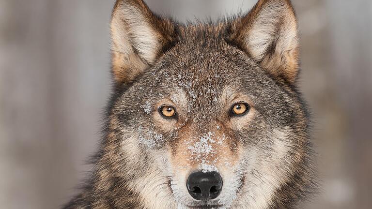 Ein Handyvideo, das einen Wolf zeigen soll, sorgte in Steinach für Aufregung. - Ein Handyvideo, das einen Wolf zeigen soll, sorgte in Steinach für Aufregung. Ein Handyvideo, das einen Wolf zeigen soll, sorgte in Steinach für Aufregung. - Ein Handyvideo, das einen Wolf zeigen soll, sorgte in Steinach für Aufregung.