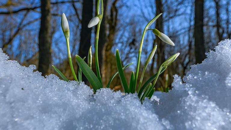 In vielen Gärten sieht es derzeit bereits nach Frühling aus. Nun hat es in den Höhenlagen der Rhön nochmals kräftig geschneit. In vielen Gärten sieht es derzeit bereits nach Frühling aus. Nun hat es in den Höhenlagen der Rhön nochmals kräftig geschneit.