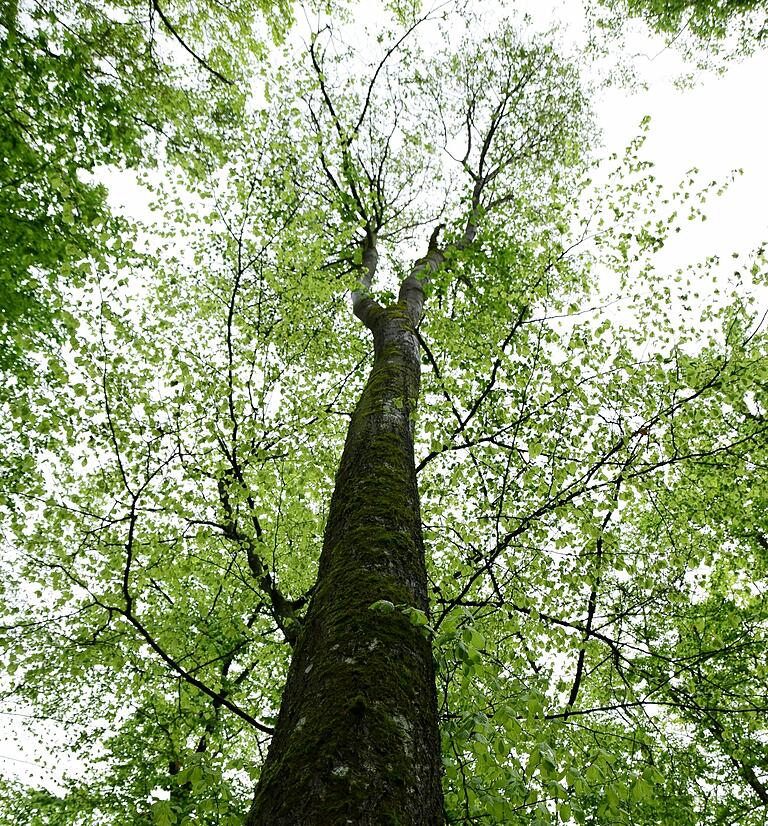 Baum des Jahres 2024: Wo die Mehlbeere in der Region Schweinfurt wächst und was sie zum Hoffnungsträger macht