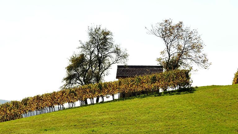 Lieber Natur als Kultur: Zurhake fotografiert gerne die Landschaft, hier einen Weinberg bei Mainbernheim. Lieber Natur als Kultur: Zurhake fotografiert gerne die Landschaft, hier einen Weinberg bei Mainbernheim.