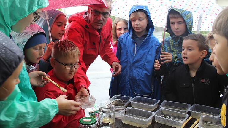 Genau unter die Lupe nahmen Viertklässer der Nikolaus-Fey-Schule in Wiesentheid die Lebewesen am Werdsee. Biologielehrer Matthias Mann vom Gymnasium leitete den Wasser-Erlebnis-Tag.