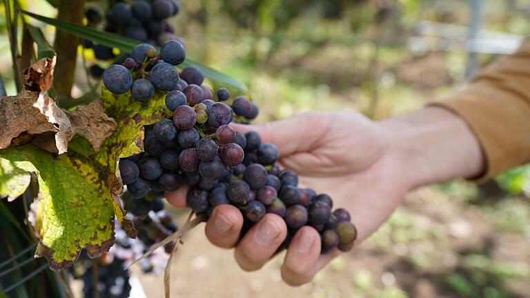 Ein Mann überprüft Trauben - Die Anbaufläche für Biowein hat sich in den vergangenen 20 Jahren fast verzehnfacht. Ein Mann überprüft Trauben - Die Anbaufläche für Biowein hat sich in den vergangenen 20 Jahren fast verzehnfacht.