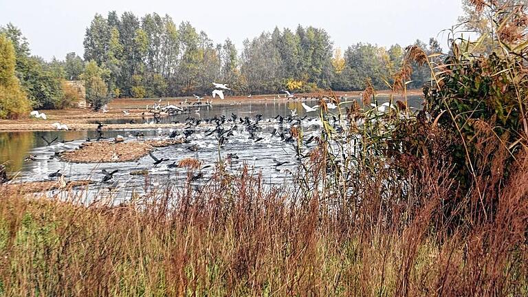 Trügerisches Idyll: Der Große Wörthsee zwischen Haßfurt und Augsfeld ist Lebensraum für viele Tiere im und am Wasser. Aktuell ist die Wasserqualität gut, doch im Vorjahr war der See umgekippt. Die Fachleute sind sich uneins, wie so ein Desaster dauerhaft zu vermeiden ist. Trügerisches Idyll: Der Große Wörthsee zwischen Haßfurt und Augsfeld ist Lebensraum für viele Tiere im und am Wasser. Aktuell ist die Wasserqualität gut, doch im Vorjahr war der See umgekippt. Die Fachleute sind sich uneins, wie so ein Desaster dauerhaft zu vermeiden ist.