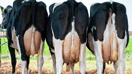 Milchkühe - Sie strengen sich an und geben ihr Bestes. Aber die Milchbauern haben nicht viel davon. Sie müssen ihr Produkt derzeit unter Wert verkaufen. Milchkühe - Sie strengen sich an und geben ihr Bestes. Aber die Milchbauern haben nicht viel davon. Sie müssen ihr Produkt derzeit unter Wert verkaufen.