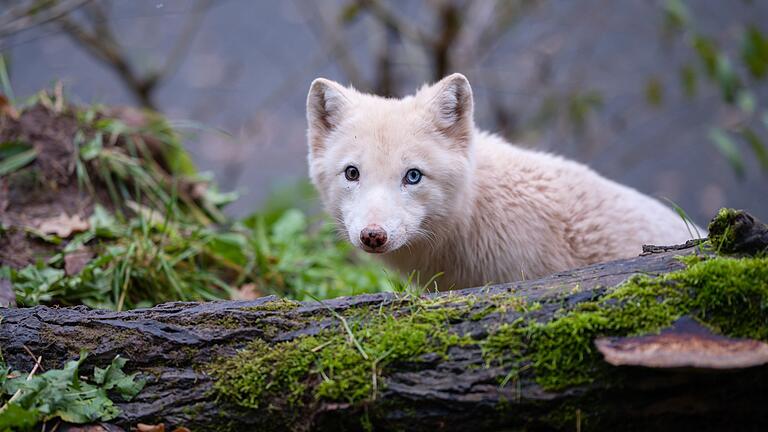 Polarfuchs Wukk in der TIERART Wildtierstation       -  Die genetische Vielfalt von Arten lässt sich laut Studie durch 'Supplementierung' erhöhen - wie bei der Freilassung von Polarfüchsen aus Zuchtprogrammen in Skandinavien. (Symbolbild)