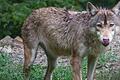 Wieder hat ein Wolf in der Rhön ein Schaf gerissen. Während ein Fall jetzt offiziell bestätigt wurde, muss der Verdacht in einem zweiten Fall erst bestätigt werden. Das Symbolbild zeigt ein Tier im Wildtierpark Bad Mergentheim.