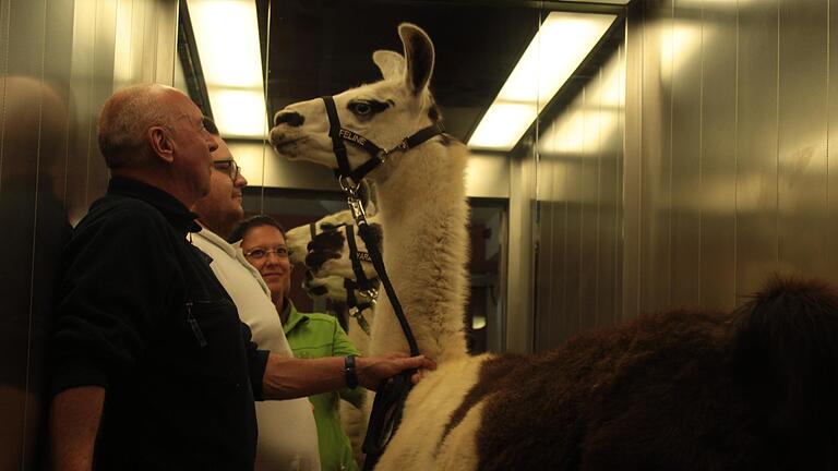 Als hätten sie nie etwas anderes getan: Die Lamas Yara und Feline fahren Aufzug. Als hätten sie nie etwas anderes getan: Die Lamas Yara und Feline fahren Aufzug.