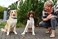 Willi und Amy wissen, dass sie die Wurst nicht fressen dürfen, ehe sie von ihrem Frauchen Petra Will die Erlaubnis bekommen. Dass sie den Befehlen folgen, ist das Ergebnis konsequenten Trainings.Foto: Heike Beudert       -  Willi und Amy wissen, dass sie die Wurst nicht fressen dürfen, ehe sie von ihrem Frauchen Petra Will die Erlaubnis bekommen. Dass sie den Befehlen folgen, ist das Ergebnis konsequenten Trainings.Foto: Heike Beudert