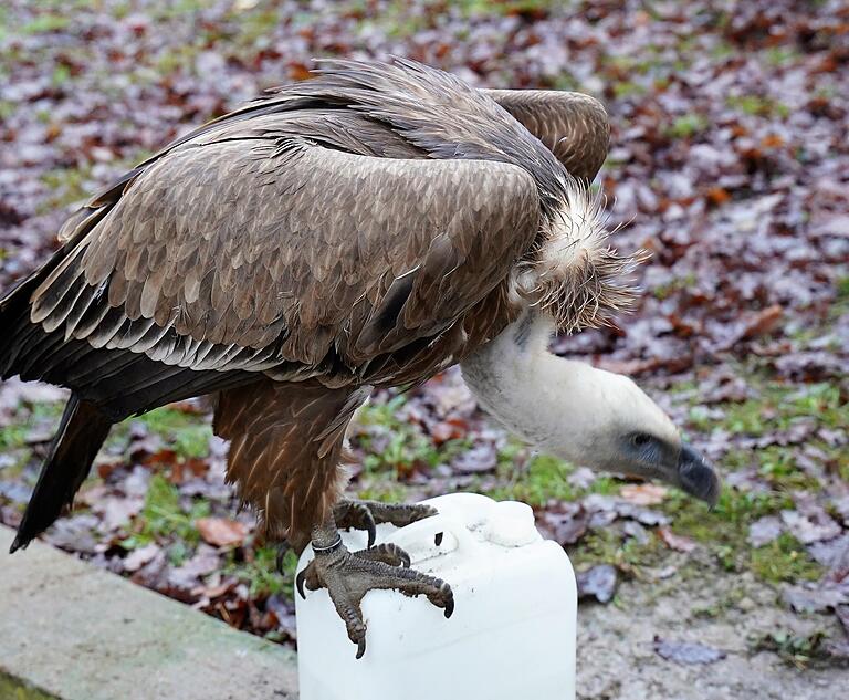 Gänsegeier Edith macht Quatsch – unterschätzen sollte man den scharfen Schnabel allerdings nicht. Gänsegeier Edith macht Quatsch – unterschätzen sollte man den scharfen Schnabel allerdings nicht.