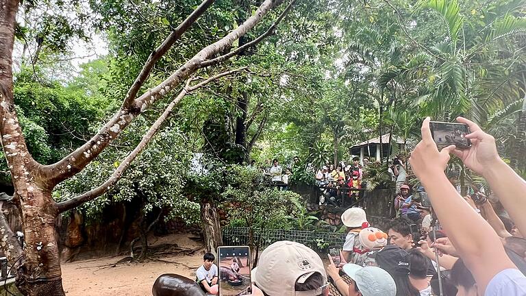Zwergflusspferd Moo Deng in Thailand - Der Andrang ist gerade am Wochenende enorm. Zwergflusspferd Moo Deng in Thailand - Der Andrang ist gerade am Wochenende enorm.