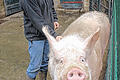 Martin Weid mit Schwein Oskar.