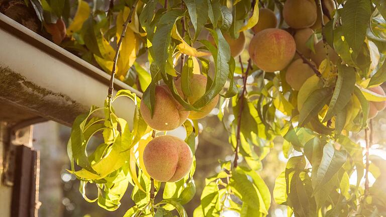 Pfirsiche an einem Baum       -  Pfirsiche schmecken nicht nur nach Urlaub, sondern verpassen der kalten Suppe auch eine wunderbar fruchtige Note.