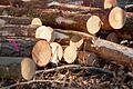 Darf man im Wald einfach so Brennholz sammeln?