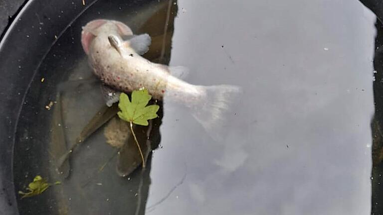 Um zu retten was zu retten war, wurden die Fische in einen Bottich mit frischem Wasser gegeben.