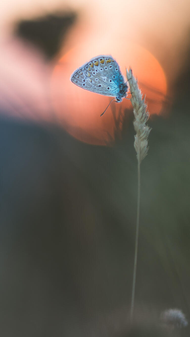 Der Bläuling im Gegenlicht. Gegenlichtaufnahmen brauchen etwas Mut. Dabei bringt Gegenlicht eine tolle Stimmung ins Bild, insbesondere bei unter- oder aufgehender Sonne.