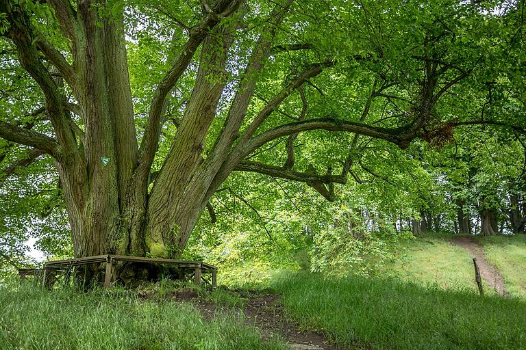 Zwischen Schlossberg und Herrenberg ist heute noch die ehemalige Gerichtslinde zu bewundern: mit Multistamm im Durchmesser von über acht Metern. Schätzungen gehen von einem Alter von bis zu 1100 Jahren aus. Zwischen Schlossberg und Herrenberg ist heute noch die ehemalige Gerichtslinde zu bewundern: mit Multistamm im Durchmesser von über acht Metern. Schätzungen gehen von einem Alter von bis zu 1100 Jahren aus. 