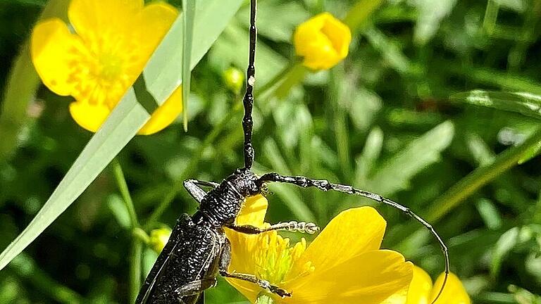 kaefer ldk artenvielfalt4       -  Dieser  Eichenbock aus der Familie der Bockkäfer hat offenbar Gefallen an Butterblumen gefunden.