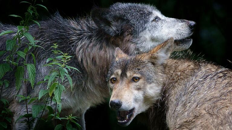 Um den Gefahren einer stark zunehmenden Wolfpopulation zu begegnen, fordert Rhön-Grabfelds Landrat Thomas Habermann eine Bejagung der Raubtiere. Um den Gefahren einer stark zunehmenden Wolfpopulation zu begegnen, fordert Rhön-Grabfelds Landrat Thomas Habermann eine Bejagung der Raubtiere.