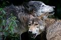 Um den Gefahren einer stark zunehmenden Wolfpopulation zu begegnen, fordert Rhön-Grabfelds Landrat Thomas Habermann eine Bejagung der Raubtiere.