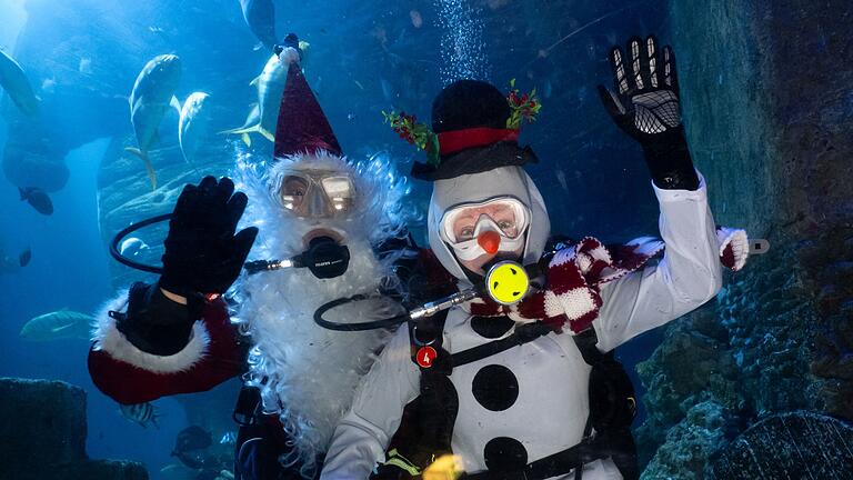Nikolaus und Schneemann tauchen im Aquarium       -  Nicht nur Kinder bekommen Geschenke vom Weihnachtsmann - auch Fische und Haie.