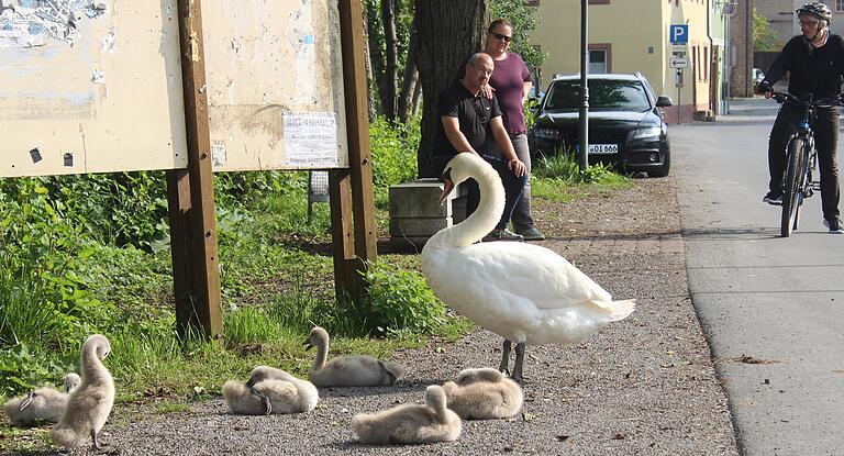 Stolz beschützt das Alttier die kleinen Schwäne in Prichsenstadt. Das verletzte Junge ist der Vierte von links. Stolz beschützt das Alttier die kleinen Schwäne in Prichsenstadt. Das verletzte Junge ist der Vierte von links.