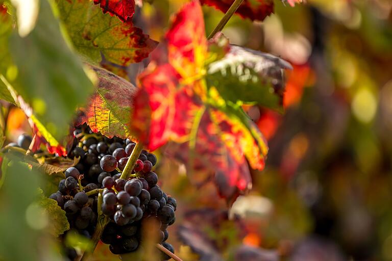 Im Herbst hat das Laub der Reben wunderschöne Farben. Im Herbst hat das Laub der Reben wunderschöne Farben.