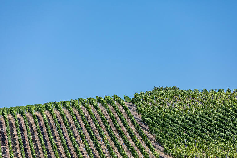 Weinberge prägen die fränkische Kulturlandschaft. Im Bild Weinberge bei Markt Einersheim (Lkr. Kitzingen). Weinberge prägen die fränkische Kulturlandschaft. Im Bild Weinberge bei Markt Einersheim (Lkr. Kitzingen). 