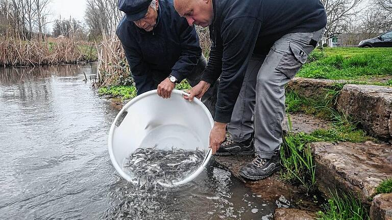 Im Umgehungsgerinne bei Randersacker entlassen Fischer Hubert Holl (links) und Fischwirtschaftsmeister Matthias Schäffner zweijährige Nasen in die Freiheit. Im Umgehungsgerinne bei Randersacker entlassen Fischer Hubert Holl (links) und Fischwirtschaftsmeister Matthias Schäffner zweijährige Nasen in die Freiheit.