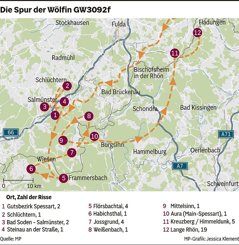 100 Weidetiere getötet und dann verschwunden: Endet die blutige Spur von Wolf GW3092f durch Spessart und Rhön? 100 Weidetiere getötet und dann verschwunden: Endet die blutige Spur von Wolf GW3092f durch Spessart und Rhön?