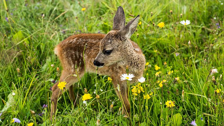 Das Stattkino Lohr und der Landesbund für Vogelschutz Main-Spessart zeigen den neuen Naturfilm von Jan Haft 'Die Wiese – Ein Paradies nebenan' am Mittwoch, 3. Juli um 18 und 20.15 Uhr.