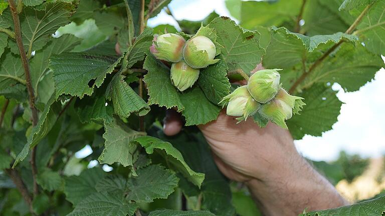 Nischenprodukt Haselnuss: In Großbardorf haben sich Landwirte zusammengetan und produzieren Haselnüsse in Bio-Qualität.